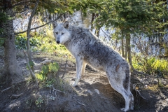 POSING-WHITE-WOLF