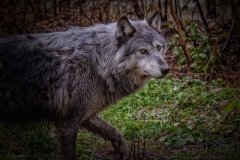 PACING GREY WOLF
