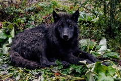 GREY WOLF PUP CHILLING