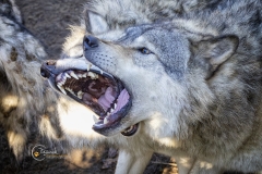 WOLVES-MOUTHING