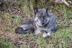 LAYING-WOLF