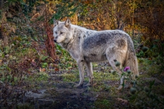 PORTRAIT OF A GREY WOLF EXPECTING