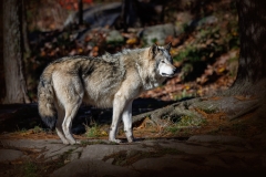 Grey Wolf Fall Colors