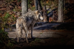Grey Wolf on Rocks