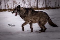 Grey Wolf Posing