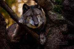 Lobo in Tree