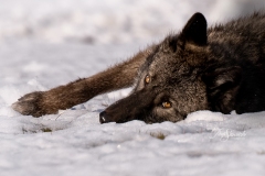 Grey Wolf Lying in the Snow