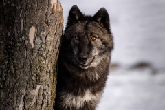 Grey Wolf by Tree - click for full