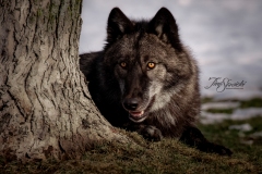 Grey Wolf by Tree