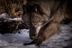 Grey Wolf Dipping