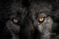 Grey Wolf Eyes