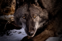 Grey Wolf Stare
