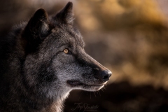 Grey Wolf Gaze