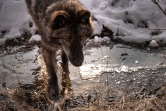 Grey Wolf Drinking