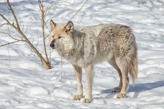 Grey Wolf Standing in Sun