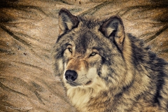 Artistic Grey Wolf