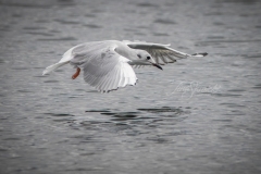 Bonaparte's Gull Landing