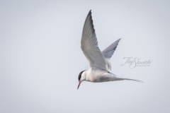 Caspian Tern Hunting