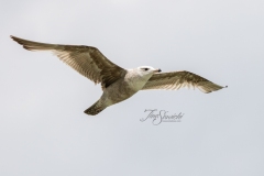 Herring Gull Flying