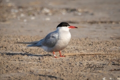 Common Tern with Bling