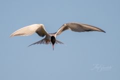 Caspian Tern Hovering