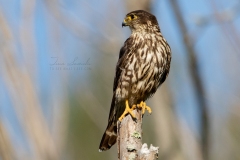 Posing Merlin