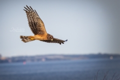 FLYING NORTHERN HARRIER