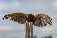Harris Hawk Canadian Falconry