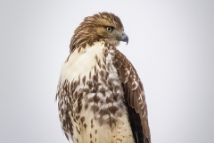 Red-Tailed Hawk Posing