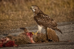 RED TAILED HAWK WITH LUNCH