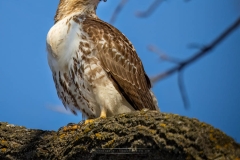 GUARDING RED TAILED HAWK