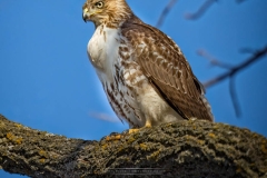 GUARDING RED TAILED HAWK2