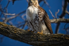 GUARDING RED TAILED HAWK3