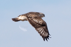 Rough-Legged Hawk in Flight