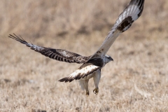Rough-Legged Hawk Take Off