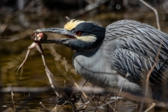 Yellow Crowned Night Heron with Frog