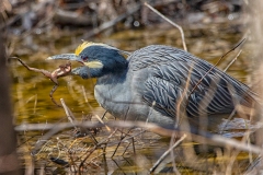 Yellow Crowned Night Heron with Lunch