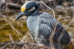 Yellow Crowned Night Heron Ready