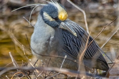 Yellow Crowned Night Heron
