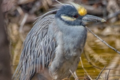 Yellow Crowned Night Heron Portrait