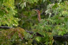 Green Heron Peeking