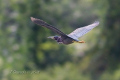 Green Heron  Flying