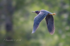 Green Heron Flyby