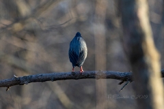 Green Heron Thinking