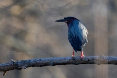 Green Heron Watching