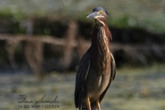Green Heron
