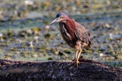 Green Heron Walking the Marsh