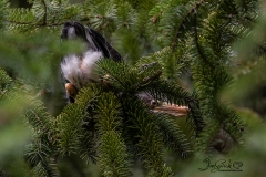 Green Heron Fledgling 1