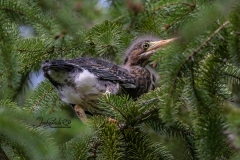 Green Heron Fledgling 2