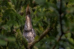 Green Heron Fledgling 3